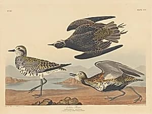 Golden Plover by Robert Havell after John James Audubon