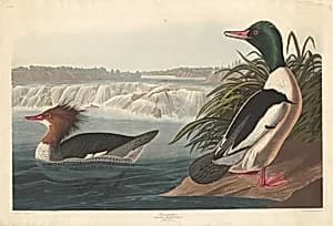 Goosander by Robert Havell after John James Audubon