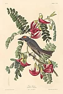 Gray Tyrant by Robert Havell after John James Audubon