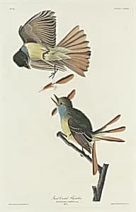 Great Crested Flycatcher by Robert Havell after John James Audubon