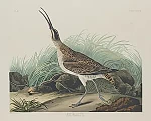 Great Esquimaux Curlew by Robert Havell after John James Audubon