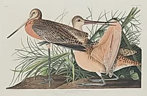 Great Marbled Godwit by Robert Havell after John James Audubon
