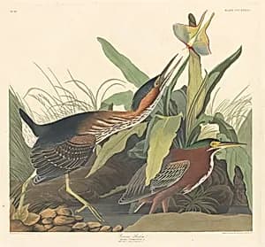 Green Heron by Robert Havell after John James Audubon