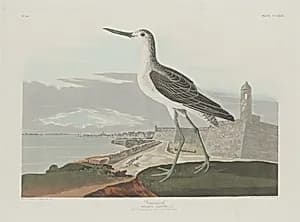 Greenshank by Robert Havell after John James Audubon