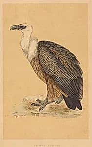Griffon Vulture by British 19th Century