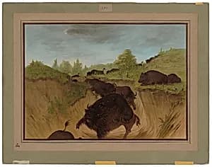 Grizzly Bears Attacking Buffalo by George Catlin