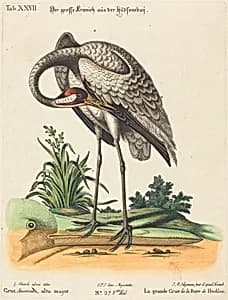 Grus Americana, alta major by Johann Michael Seligmann after George Edwards