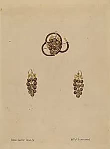 Hair Brooch and Earrings by William P. Shearwood