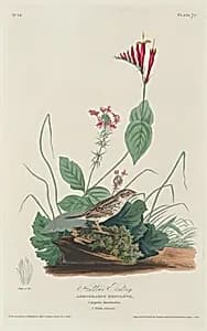 Henslow's Bunting by Robert Havell after John James Audubon