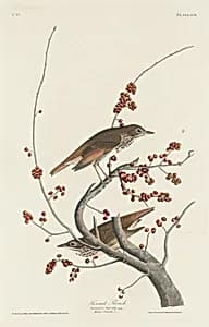Hermit Thrush by Robert Havell after John James Audubon