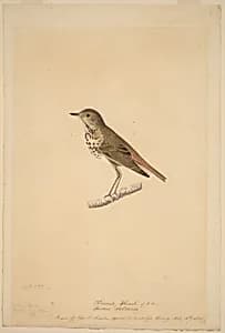 Hermit Thrush