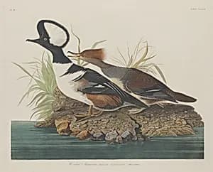 Hooded Merganser by Robert Havell after John James Audubon