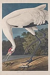 Hooping Crane by Robert Havell after John James Audubon