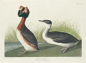 Horned Grebe by Robert Havell after John James Audubon