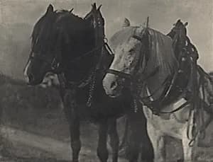 Horses—Tirol by Alfred Stieglitz