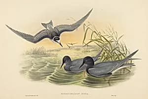Portrait of John Gould and H.C. Richter