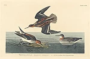 Hyperborean Phalarope by Robert Havell after John James Audubon