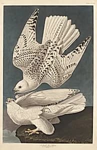 Iceland or Jer Falcon by Robert Havell after John James Audubon
