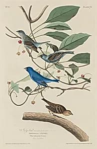 Indigo Bird by Robert Havell after John James Audubon
