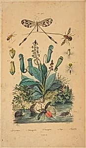 Insects and Flowers by French 19th Century