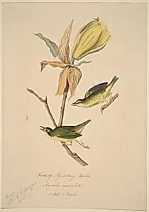 Kentucky Fly-catching Warbler by John Woodhouse Audubon