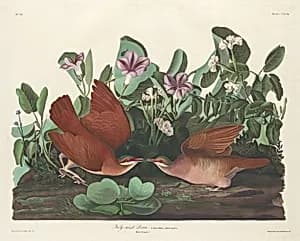 Key-west Dove by Robert Havell after John James Audubon