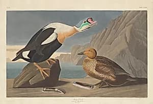 King Duck by Robert Havell after John James Audubon