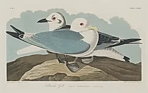 Kittiwake Gull by Robert Havell after John James Audubon