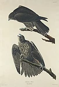 Labrador Falcon by Robert Havell after John James Audubon
