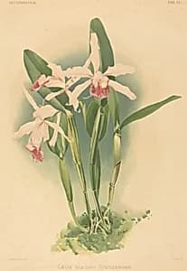 Laelia Elegans Schilleriana by Joseph Mansell after Henry George Moon