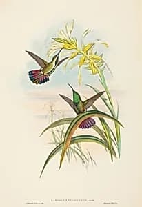 Lampornis veraguensis (Veraguan Mango) by John Gould and H.C. Richter