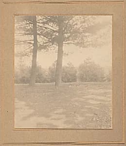 Landscape with trees by Joseph T. Keiley
