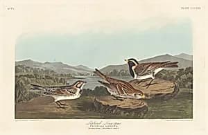 Lapland Longspur by Robert Havell after John James Audubon