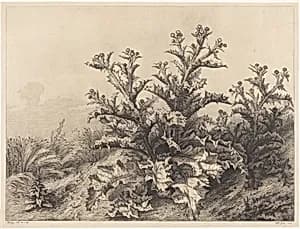 Large Thistle by Eugène Bléry