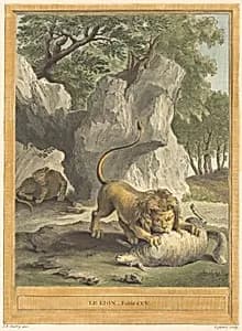 Le lion (The Lion) by A.-J. de Fehrt after Jean-Baptiste Oudry