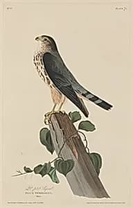 Le Petit Caporal by Robert Havell after John James Audubon