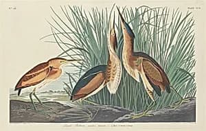 Least Bittern by Robert Havell after John James Audubon