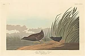 Least Water-hen by Robert Havell after John James Audubon