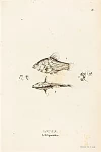Lebia (L'Ellipsoidea)