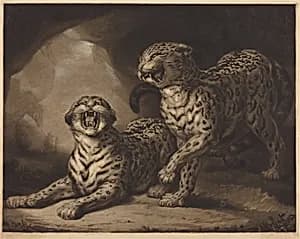 Leopards