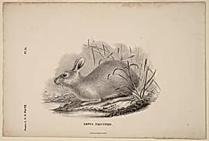 Lepus Palustris by Titian Ramsay Peale