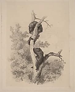 Les ours by Karl Bodmer