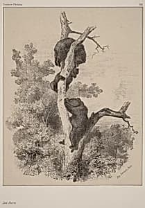 Les ours by Karl Bodmer