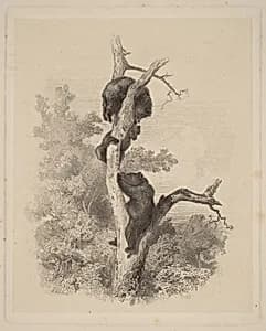 Les Ours (The Bears) by Karl Bodmer