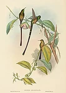 Lesbia Amaryllis by John Gould and H.C. Richter