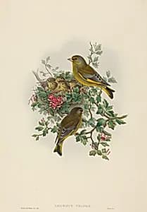 Ligurinus chloris (Greenfinch)