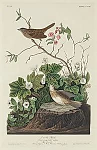 Lincoln Finch by Robert Havell after John James Audubon