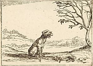 Lioness Mourning her Cub by Jacques Callot