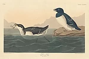 Little Auk by Robert Havell after John James Audubon