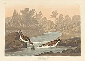 Little Sandpiper by Robert Havell after John James Audubon